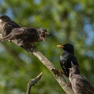 Redwell   27 05 2020   D500   Les 236.jpg